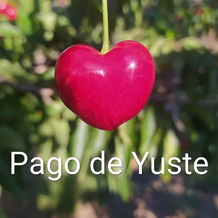 Pago De Yuste - *