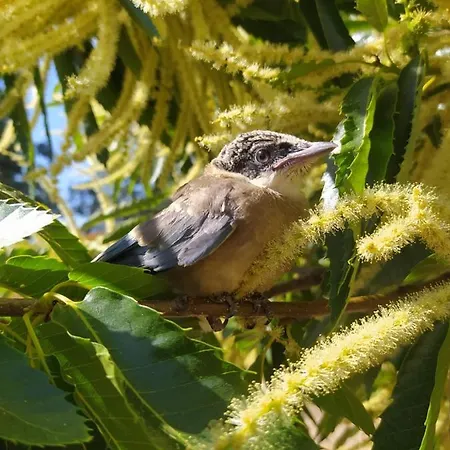Pago De Yuste - קואקוס דה יוסטה