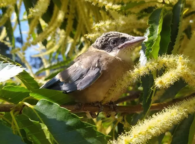 Pago De Yuste - Cuacos De Yuste